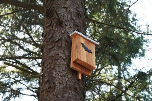 Caja de madera para murciélagos colgada en un árbol de tronco rugoso con silueta de murciélago en la entrada