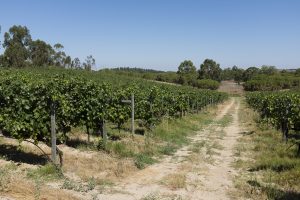 Viñedo verde vibrante bajo cielo azul claro en la Comunitat Valenciana, camino de tierra serpenteante entre filas de vides