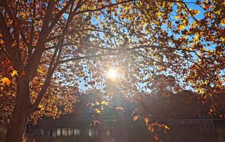 Sol de otoño sobre el Lago de Anna, con hojas doradas y reflejo en el agua