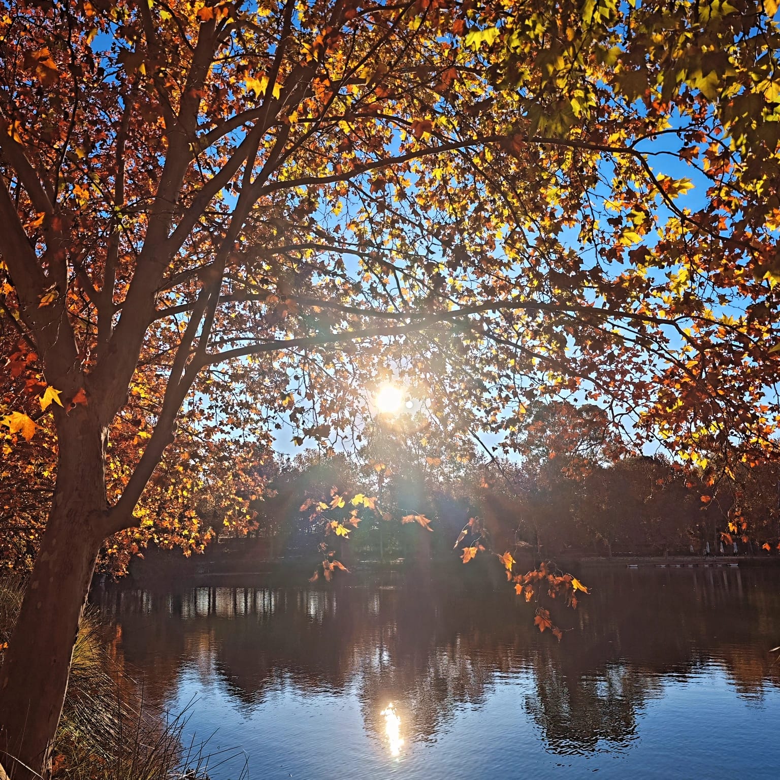 Sol de otoño sobre el Lago de Anna, con hojas doradas y reflejo en el agua